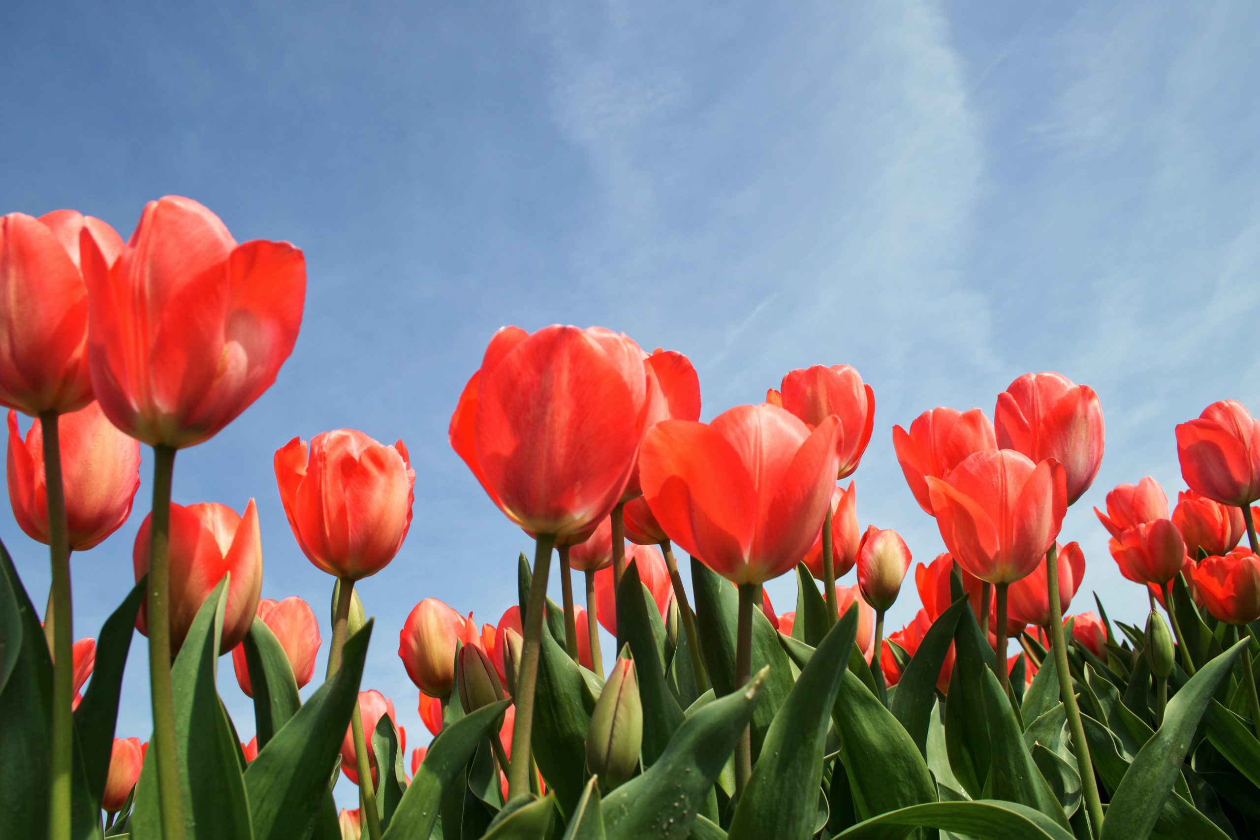TULIP – The Five Points of Calvinism